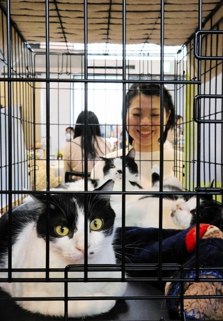 飼い主を募っている保護猫たち＝西宮市西宮浜１