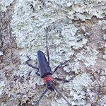 サクラ枯死招く外来カミキリ　幼虫のふん、猪名川で初確認　民家モモの木の根元、県が注意喚起