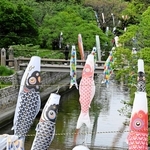 夙川にこいのぼり「明るく健康に育って」　色鮮やかな150匹、風に泳ぐ　西宮