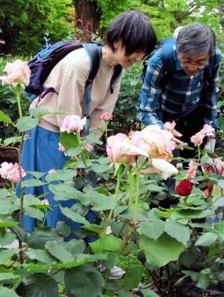 園内に咲く花を見つめる来場者＝尼崎市東塚口町２