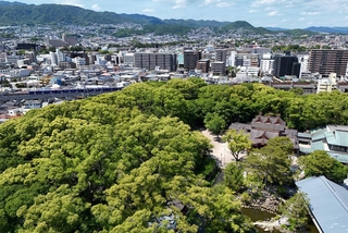クスノキの大樹が茂る「えびすの森」。都心部の貴重なオアシス＝西宮市社家町（ドローンで撮影）