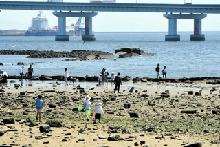 磯が広がる甲子園浜。子どもたちがカニを見つけて楽しんでいた＝西宮市枝川町