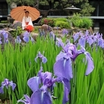 しっとりと咲くカキツバタ＝西宮市社家町