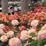あでやかに咲きそろったバラ＝伊丹市荒牧６