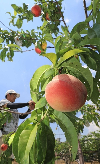出荷が始まった早生桃＝川西市加茂３