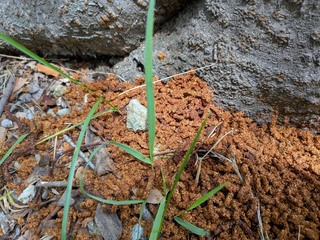 サクラの木の根元で見つかったフラス。幼虫が内部から排出したとみられる（県提供）