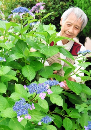 季節の花を育てる林田幸子さんと今が見頃のガクアジサイ＝川西市多田桜木１