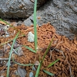 サクラの木の根元で見つかったフラス。幼虫が内部から排出したとみられる（県提供）