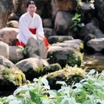 ハンゲショウ、涼やかに揺れ　西宮神社　神池のほとりで見頃