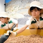 砂利の中からスコップとはけで化石を探し出す子どもたち＝西宮市甲子園八番町