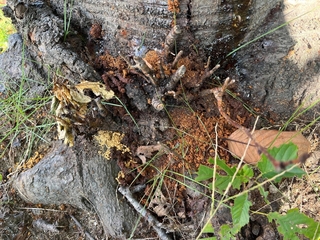 尼崎市内で初確認されたクビアカツヤカミキリのフラス（市提供）