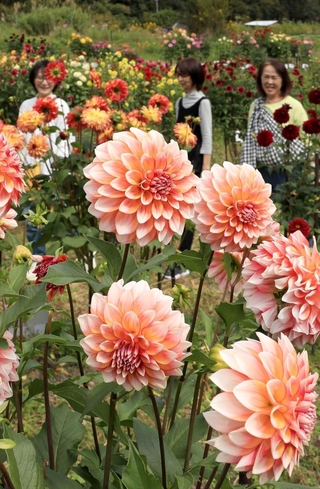 のどかな里山の中、あでやかに咲くダリア＝川西市黒川