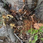 尼崎市内で初確認されたクビアカツヤカミキリのフラス（市提供）