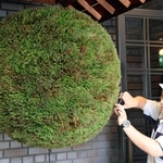 新酒の到来を告げる「酒林」の表面を整える阿部大輔さん＝西宮市鞍掛町