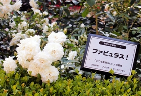 とても素晴らしいという意味の「ファビュラス！」＝神戸市東灘区岡本２