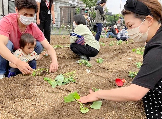 人工島の街角花壇でサツマイモの苗植えを体験する親子ら＝神戸市東灘区の六甲アイランド（六甲アイランドを美しい街にする会提供）
