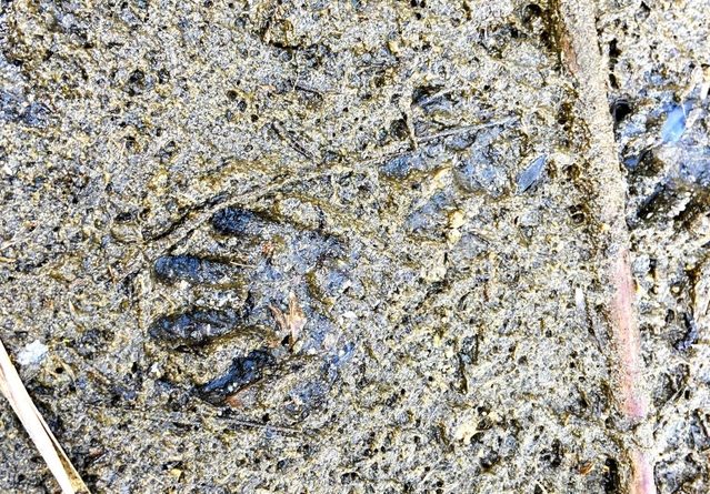 今年１月に六甲アイランドで見つかったというアライグマの足跡らしき痕跡（ツイッターアカウント名「ひとで兄さん」提供）