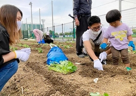 人工島の街角花壇でサツマイモの苗植えを体験する親子ら＝神戸市東灘区の六甲アイランド（六甲アイランドを美しい街にする会提供）