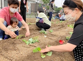 人工島の街角花壇でサツマイモの苗植えを体験する親子ら＝神戸市東灘区の六甲アイランド（六甲アイランドを美しい街にする会提供）