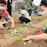 人工島の街角花壇でサツマイモの苗植えを体験する親子ら＝神戸市東灘区の六甲アイランド（六甲アイランドを美しい街にする会提供）