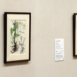 小磯良平が武田薬品工業の機関誌の表紙向けに手掛けた薬用植物画＝神戸市東灘区向洋町中５