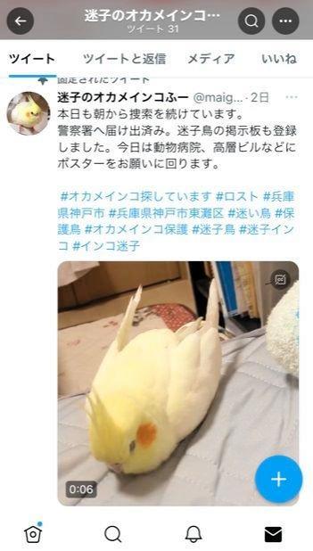 オカメインコ「ふーちゃん」捜索用に飼い主が作成したツイッターのアカウント