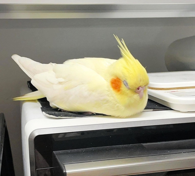 行方不明になっているオカメインコの「ふーちゃん」（寺沢さん提供）