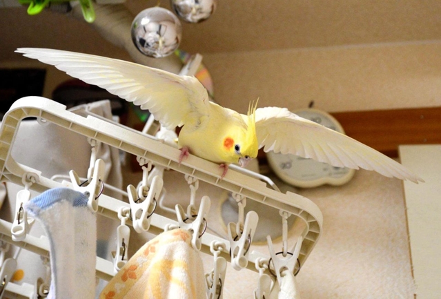 行方不明になっているオカメインコの「ふーちゃん」（寺沢さん提供）