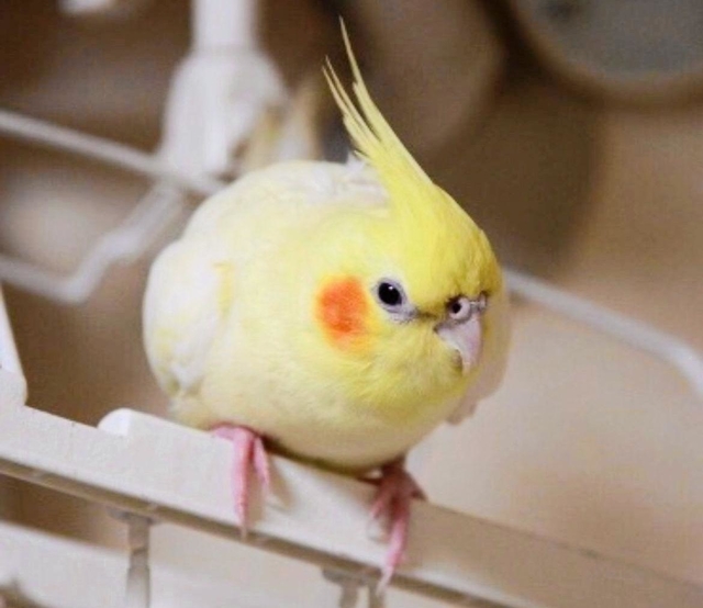 行方不明になっているオカメインコの「ふーちゃん」（寺沢さん提供）