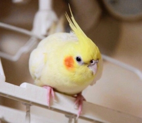 オカメインコのふーちゃんいずこ 失意のどん底 岡本の飼い主が捜索中 掲示板やツイッターで目撃情報募る 東灘話題 神戸新聞next