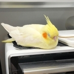 行方不明になっているオカメインコの「ふーちゃん」（寺沢さん提供）