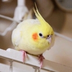 行方不明になっているオカメインコの「ふーちゃん」（寺沢さん提供）