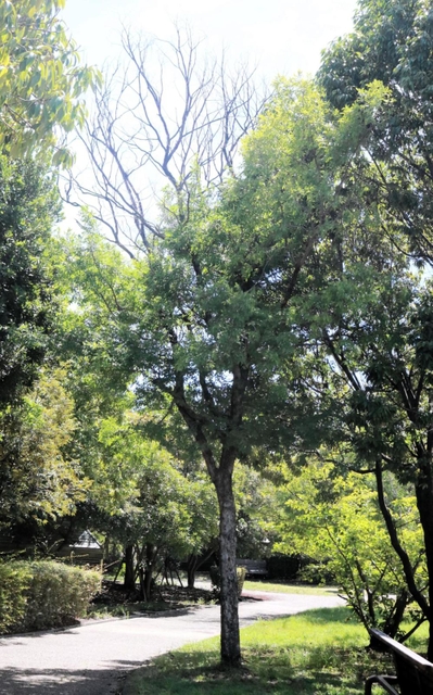 ツヤハダゴマダラカミキリが好むアキニレの木（中央）。食害により上部が枯れている＝神戸市東灘区向洋町中２