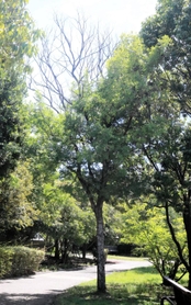 ツヤハダゴマダラカミキリが好むアキニレの木（中央）。食害により上部が枯れている＝神戸市東灘区向洋町中２