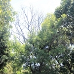 ツヤハダゴマダラカミキリが好むアキニレの木（中央）。食害により上部が枯れている＝神戸市東灘区向洋町中２