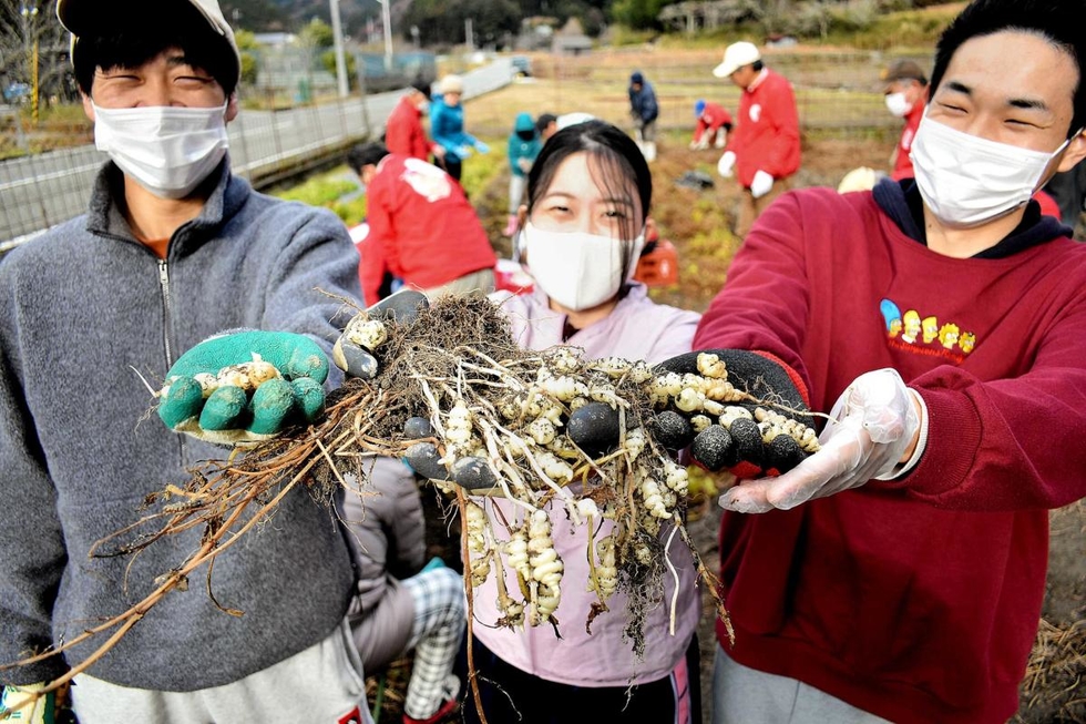 健康効果が高い万能野菜 チョロギ 近大生の協力で特産化へ奮闘 姫路 神戸新聞next