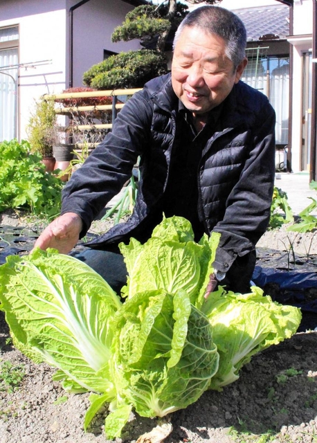 南さんの畑で育った“六つ子”の白菜＝姫路市