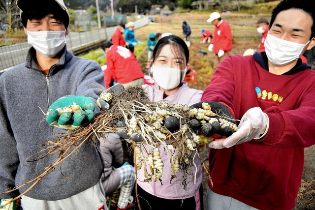 珍野菜　チョロギ　초석잠 2キロ 健康効果が高い万能野菜「チョロギ」 近大生の協力で特産化へ