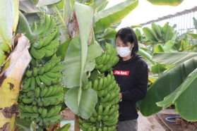 たわわに実ったバナナの様子を確認する福永農産の小井佳代社長＝姫路市船津町