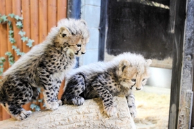 元気に育つ２頭の赤ちゃんチーター（姫路セントラルパーク提供）