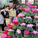 約５０種、２００点が並ぶ「シクラメン展」＝市立手柄山温室植物園
