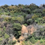 過去に崩落が起きた八丈岩山の傾斜地。既に応急工事が行われたが、真下には住宅が並ぶ＝姫路市辻井８