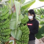 たわわに実ったバナナの様子を確認する福永農産の小井佳代社長＝姫路市船津町