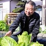 南さんの畑で育った“六つ子”の白菜＝姫路市