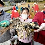 収穫にボランティアとして参加した近畿大の学生ら＝姫路市夢前町莇