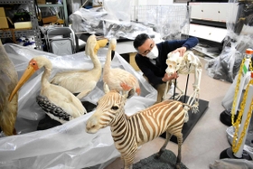 展示室の閉鎖で姫路科学館に移された剥製や骨格標本＝姫路市青山