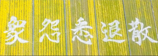 ドローンで撮影した菜の花畑に浮かび上がった文字（夢前ゆめ街道づくり実行委員会提供）