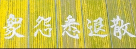 ドローンで撮影した菜の花畑に浮かび上がった文字（夢前ゆめ街道づくり実行委員会提供）