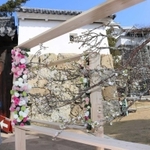 早咲きの桜をあしらった花のオブジェが展示された姫路城内＝姫路市本町
