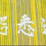 ドローンで撮影した菜の花畑に浮かび上がった文字（夢前ゆめ街道づくり実行委員会提供）